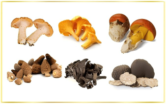 Dried Mushrooms
